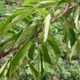 Listovi trešnje se uvijaju